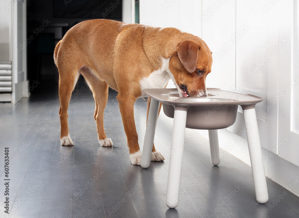 Dog Gear Essentials